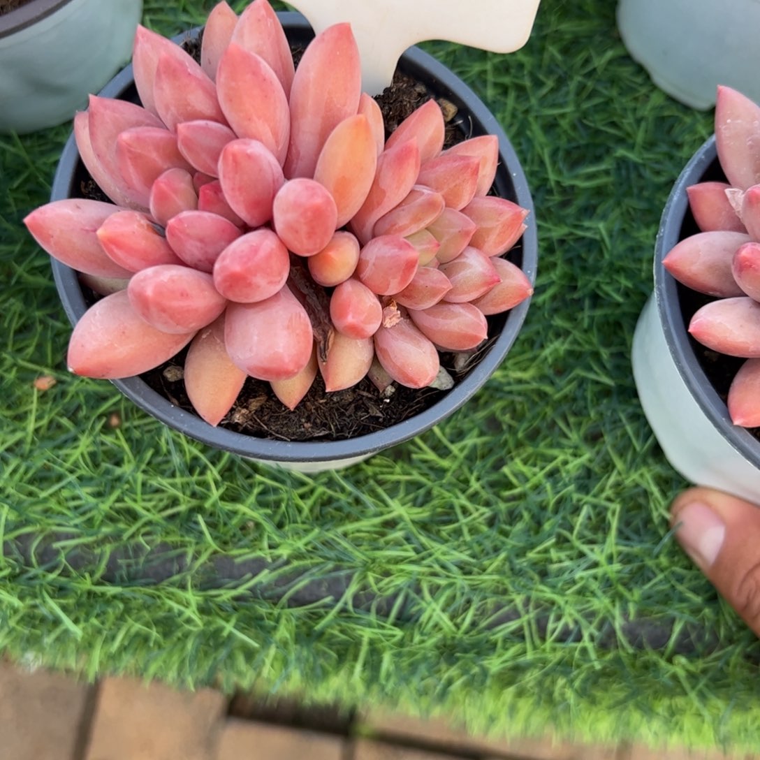 水晶球多肉植物群生