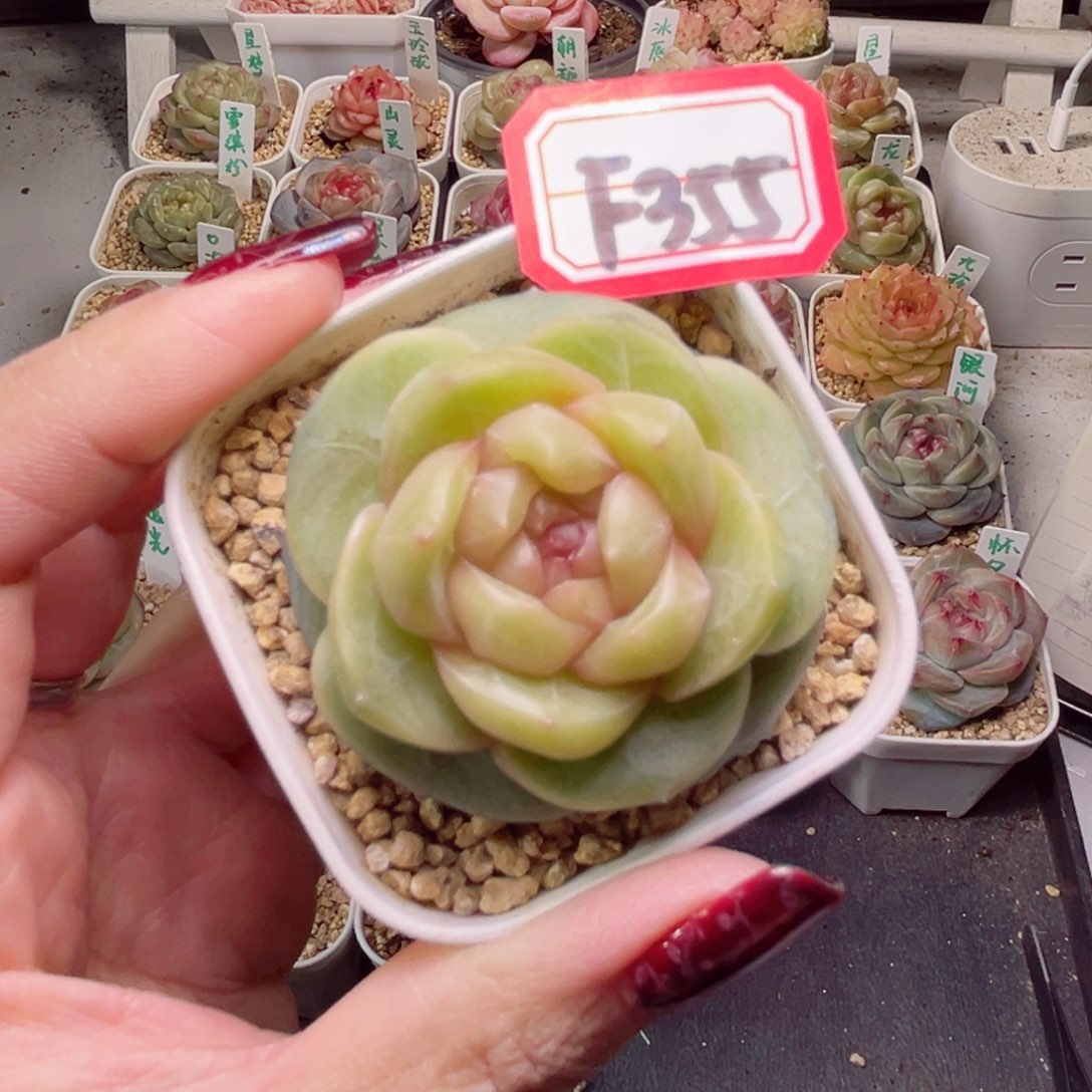 M****?F355一物一拍 龙舌兰