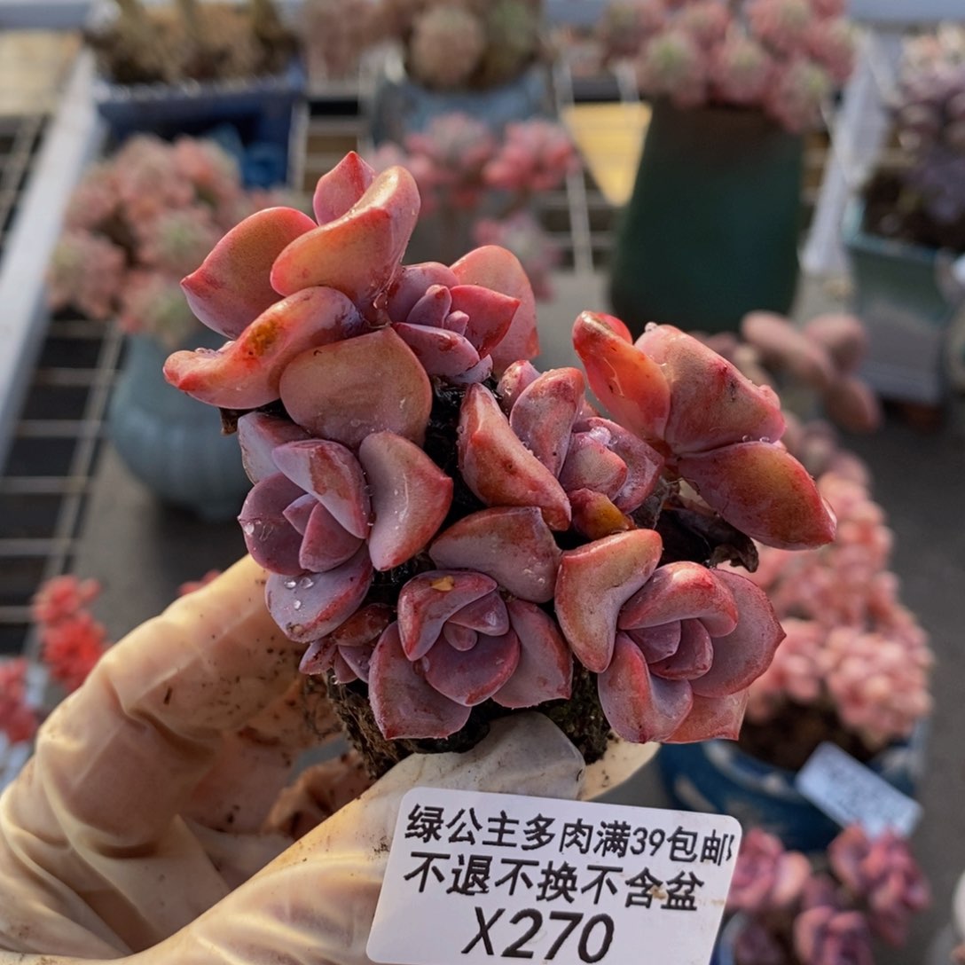 彩虹糖270/6cm多肉