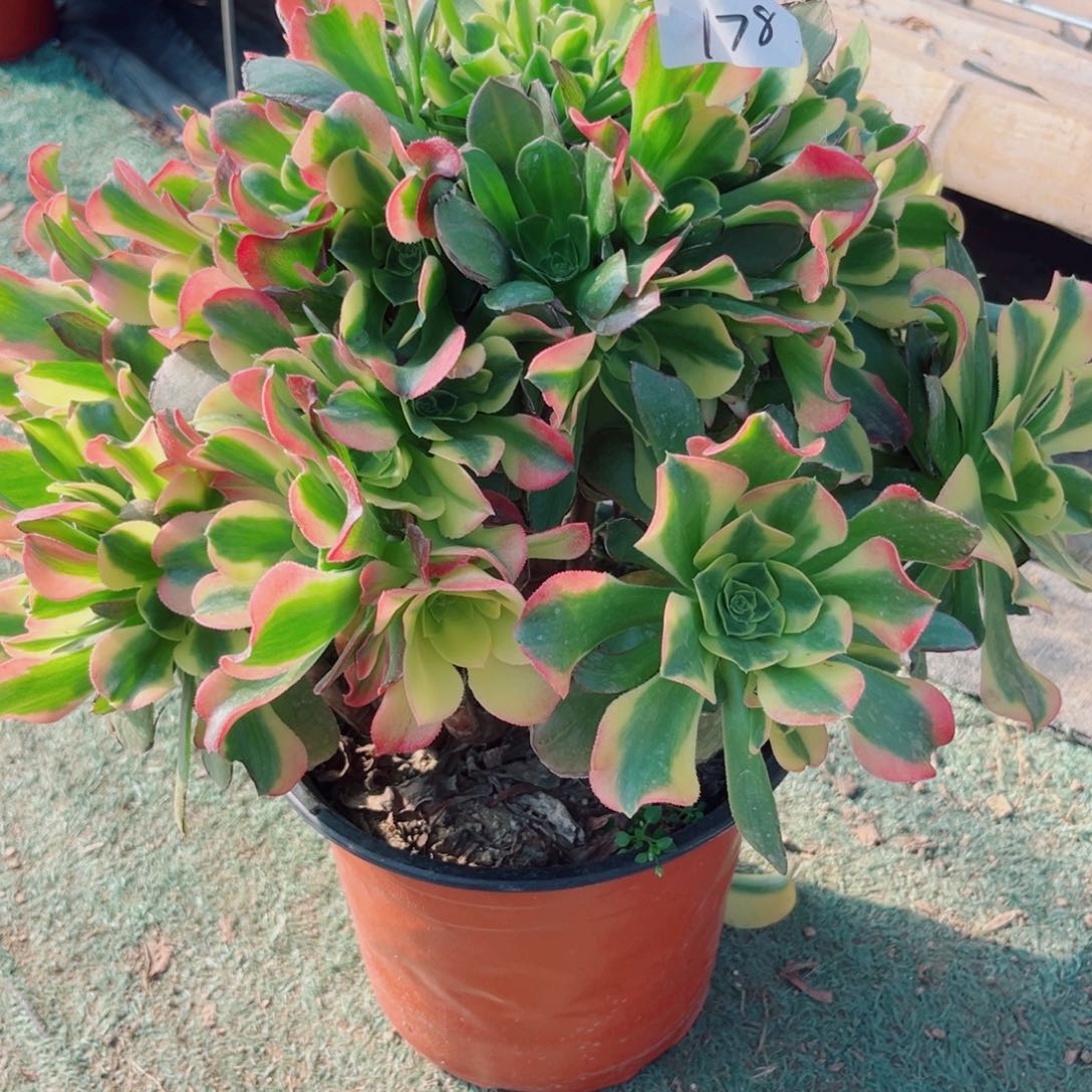 178特斯拉多肉法师