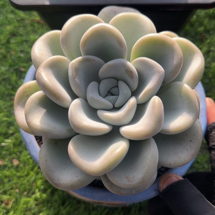 玉麒麟群生多肉植物