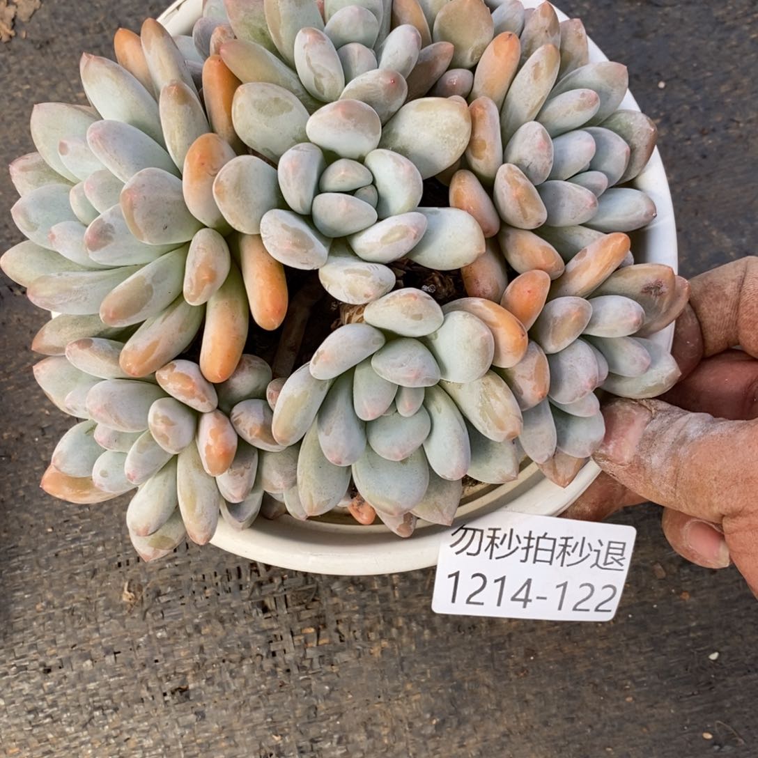 勿秒拍秒退 1214-122香水