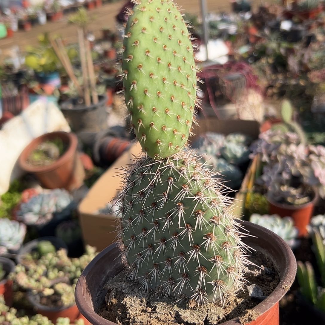 多肉植物野狐仙人掌