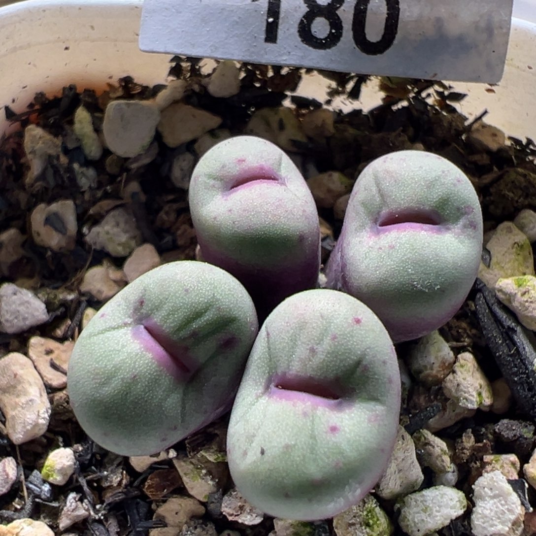 1380小红嘴母本一物一拍