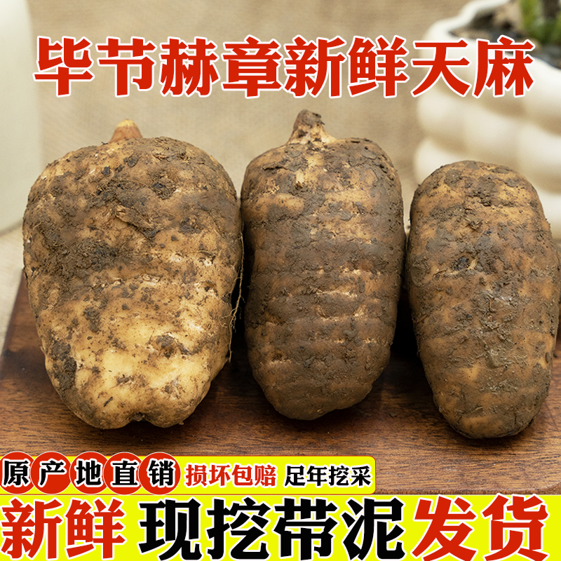 正宗新鲜贵州天麻仿野生现挖现发煲汤带泥原产地直销食用炖肉炖鸡