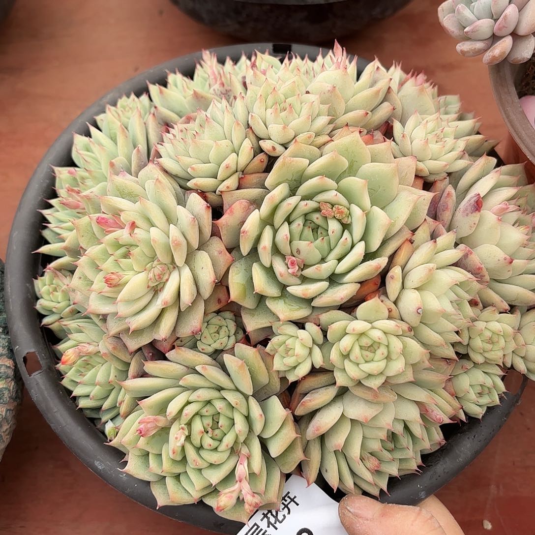 同温层多肉踢劈82