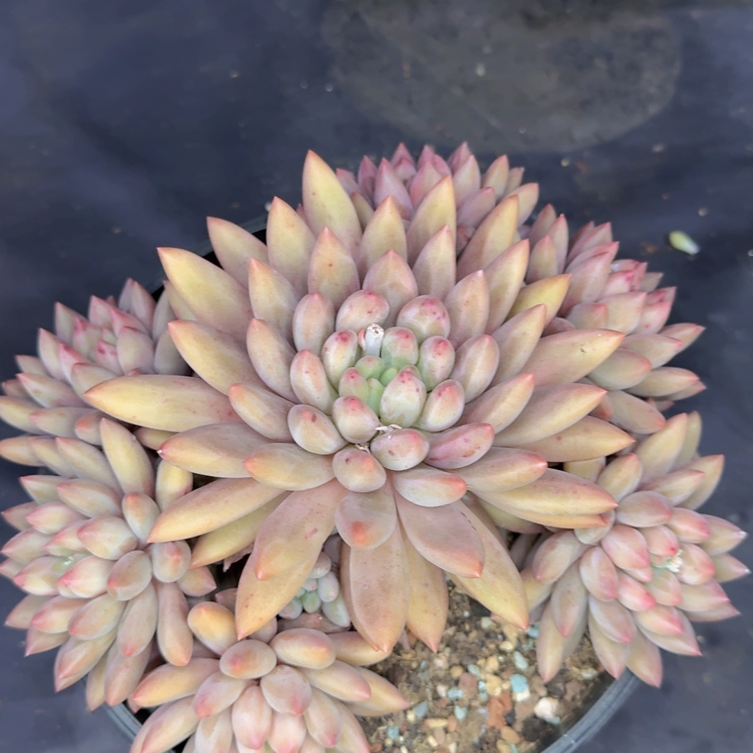 多肉植物的生长发育和生长