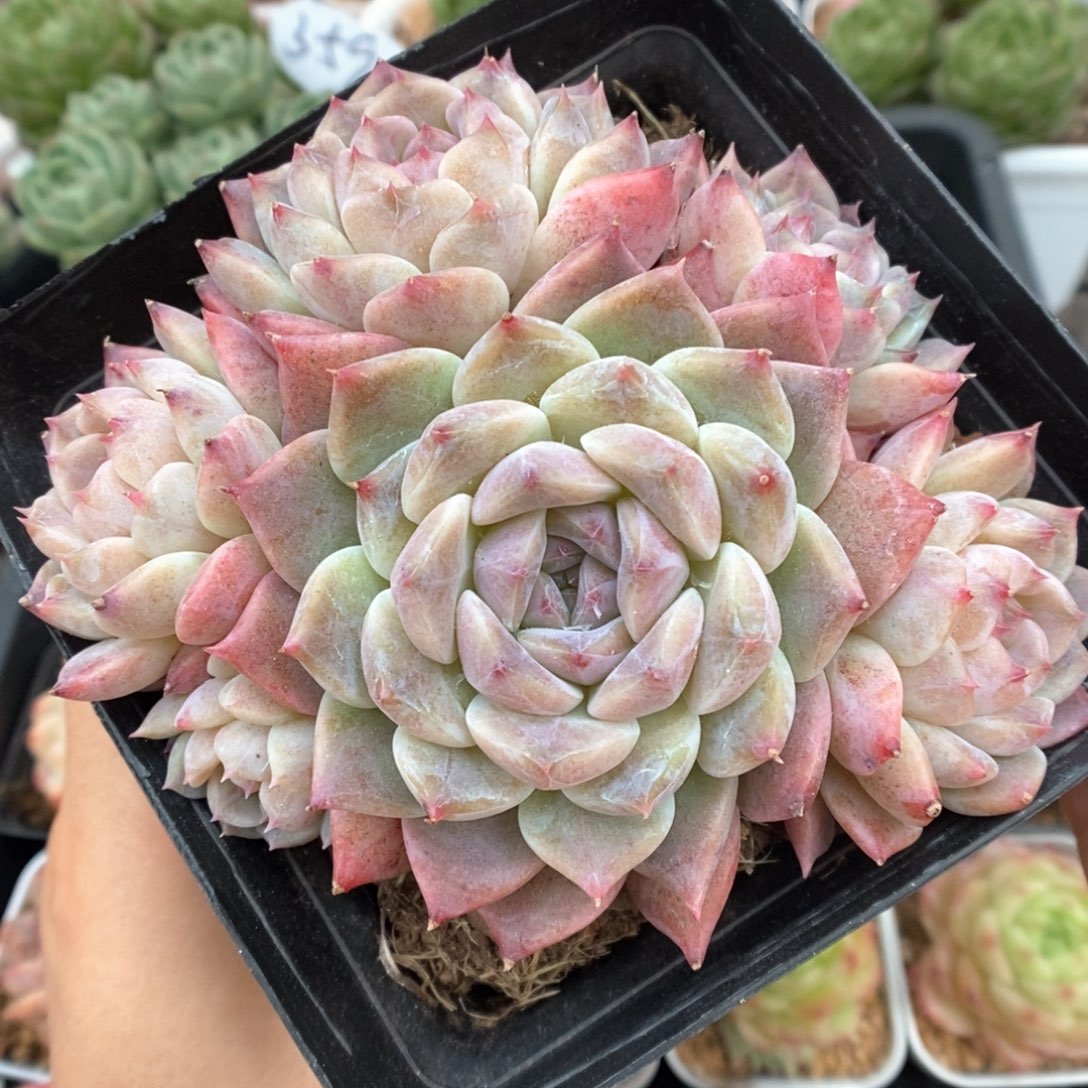 紫心冰魄群生518号。