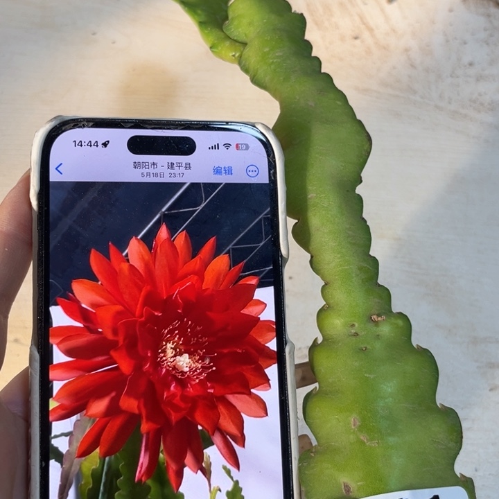 当前无花栽培后可以开花891