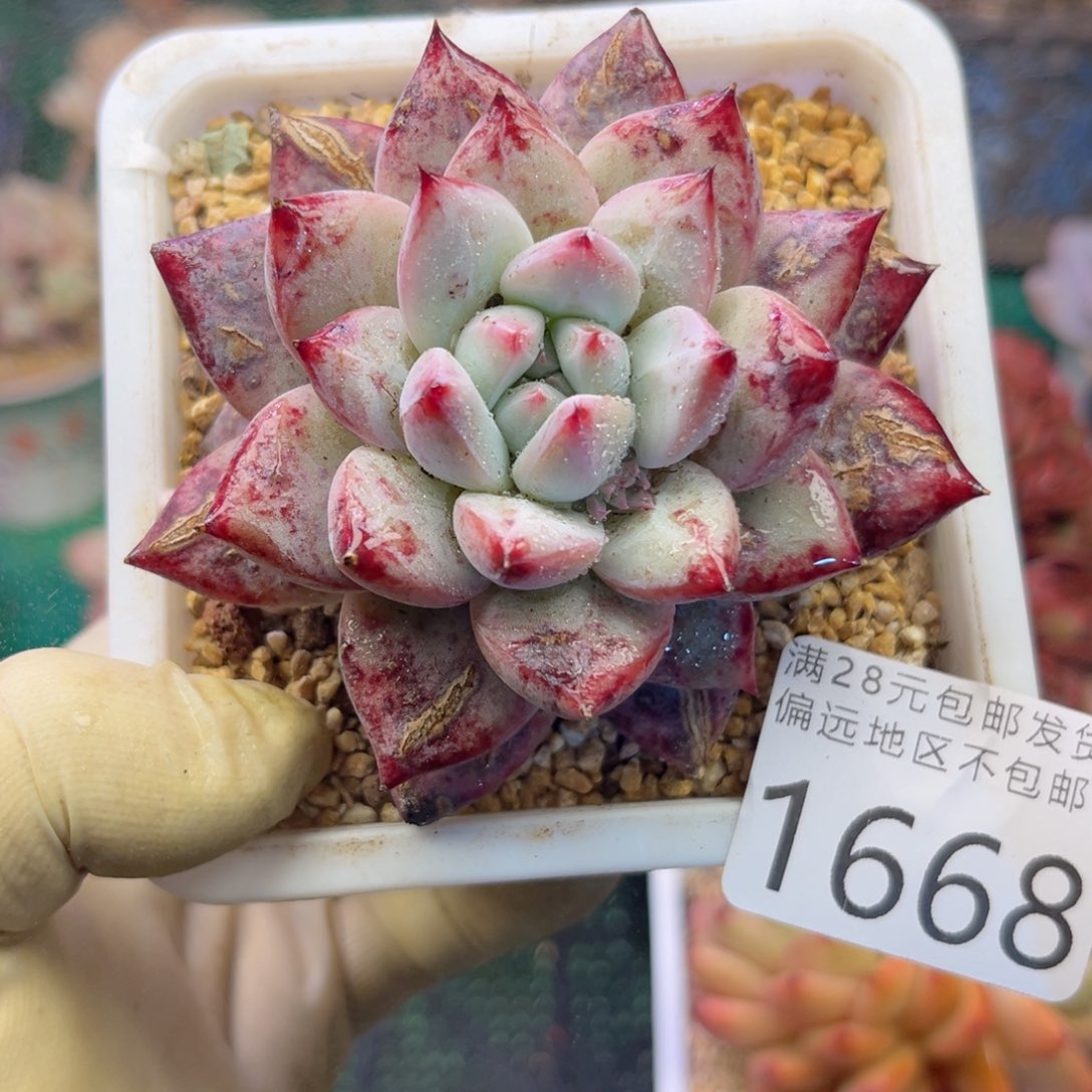 大1668，b cv xv x b v