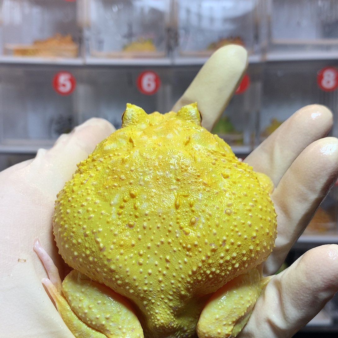 (***哇角蛙3302 大蛋黄母微瑕