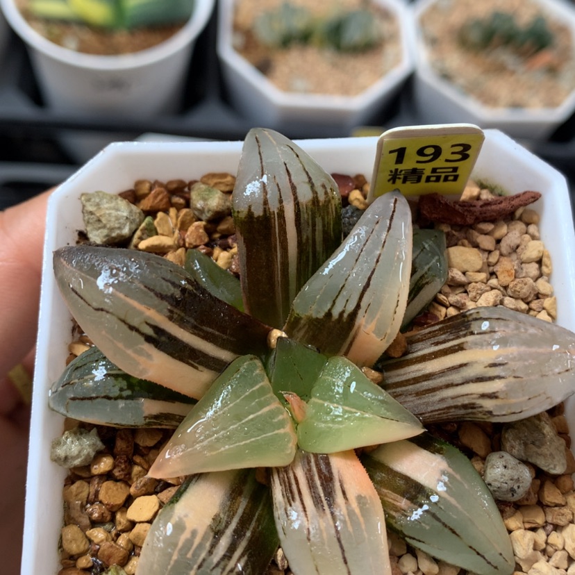 【闪购商品】193红纹