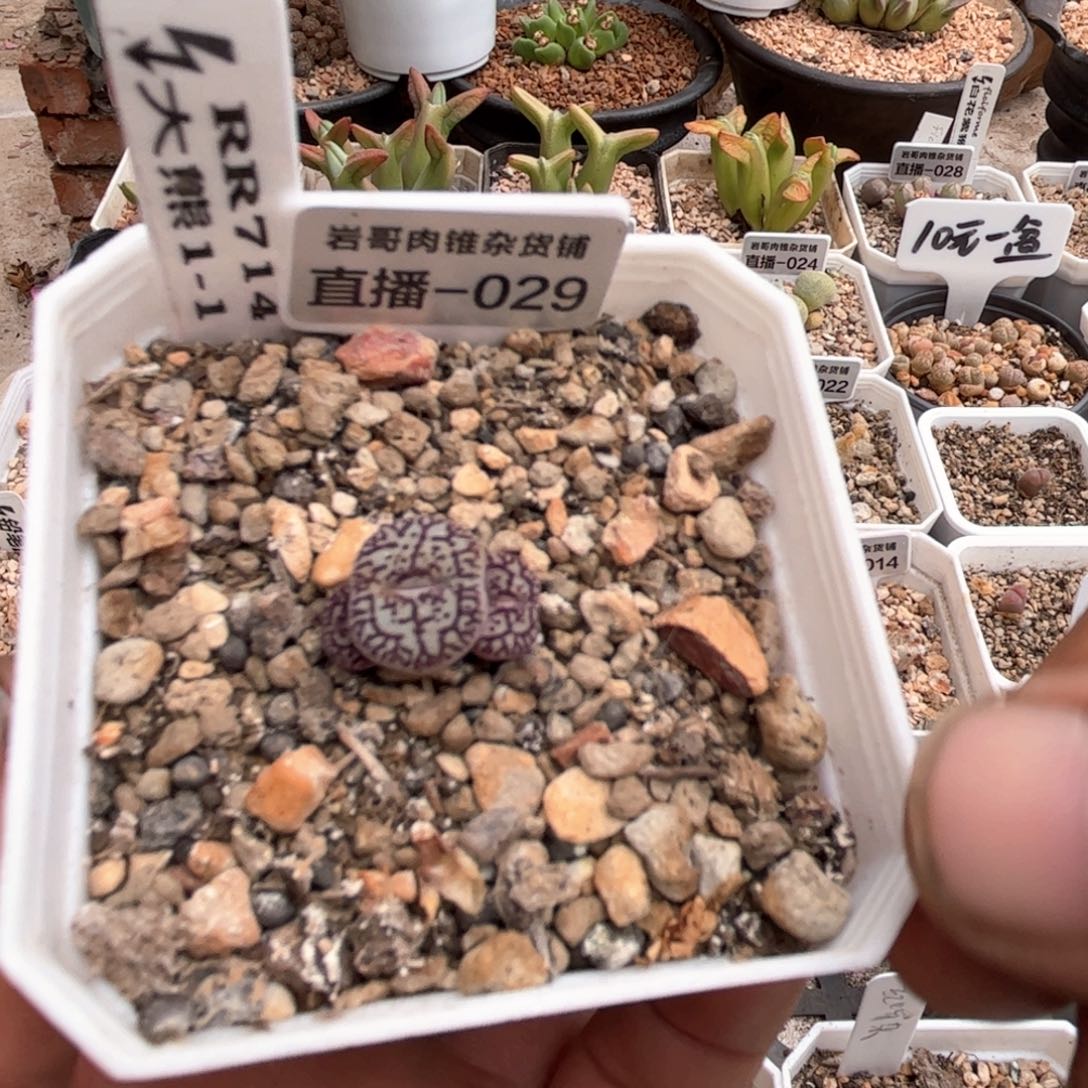 大熊种源RR714墨3头群