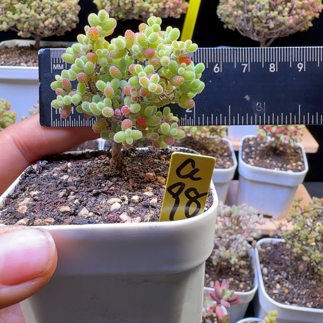 a98后橘子糖冠服5厘米左右