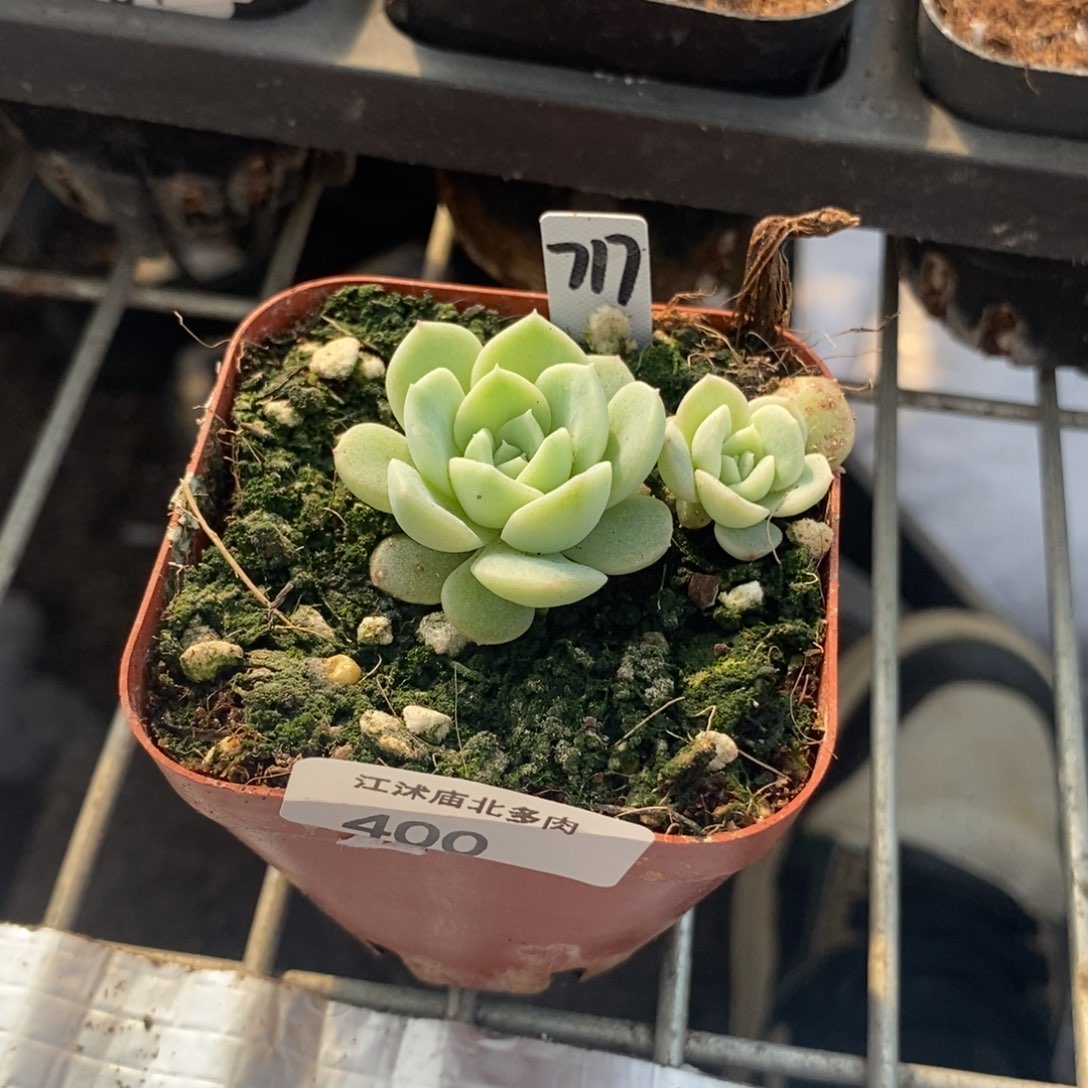 400号甜心717一个