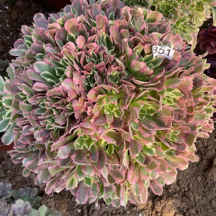 无花朵851多肉植物白凤