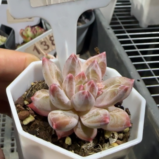 172伊丽莎白。一物一拍多肉