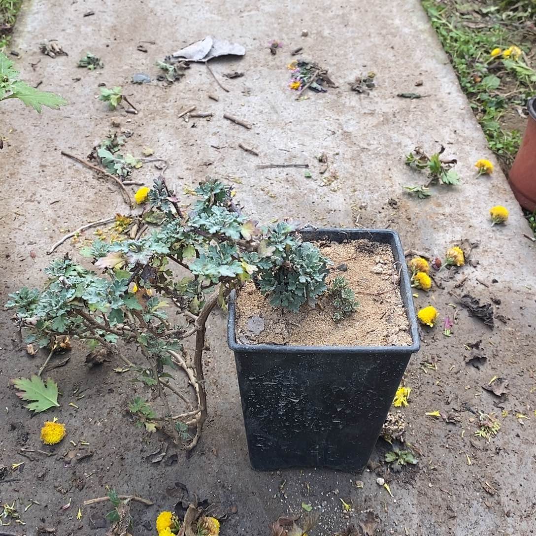 乐***婆完全开放盆景菊花