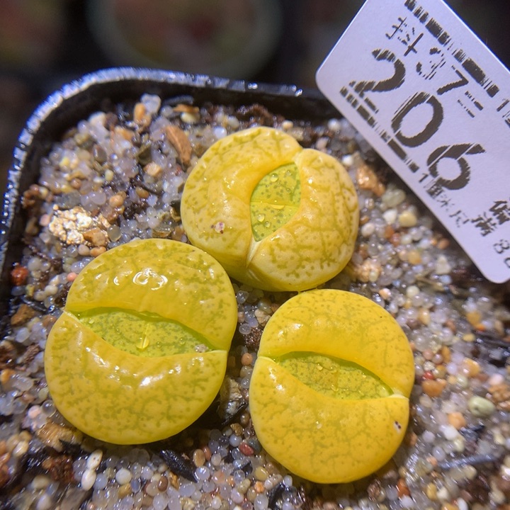 精品生石花37.206