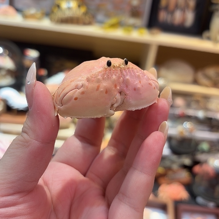 真实卷折馒头蟹标本