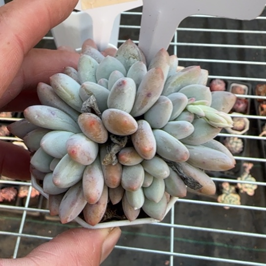 239香水一物一拍多肉