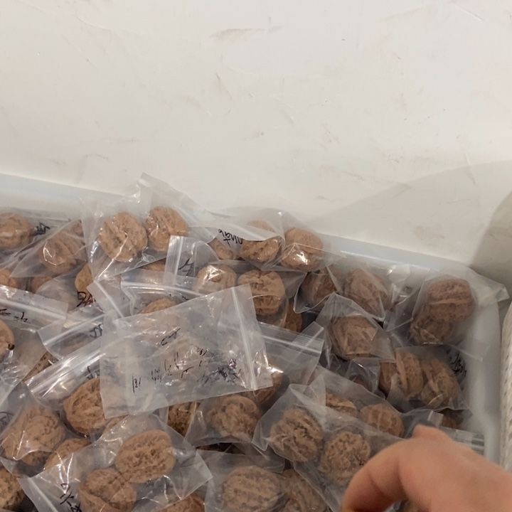 吊坠文玩核桃华北瑕疵