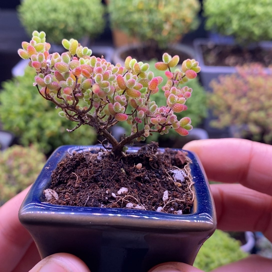 小*v261蜜桔带盆。    