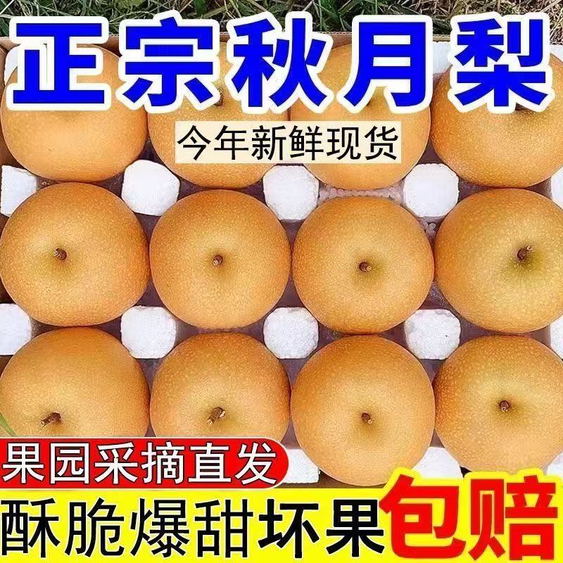 正宗山东秋月梨圆黄梨冰糖梨当季孕妇儿童水果整箱批发包邮
