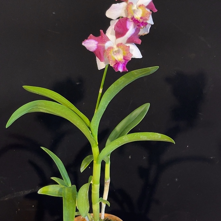 完全开放2171个体龙王