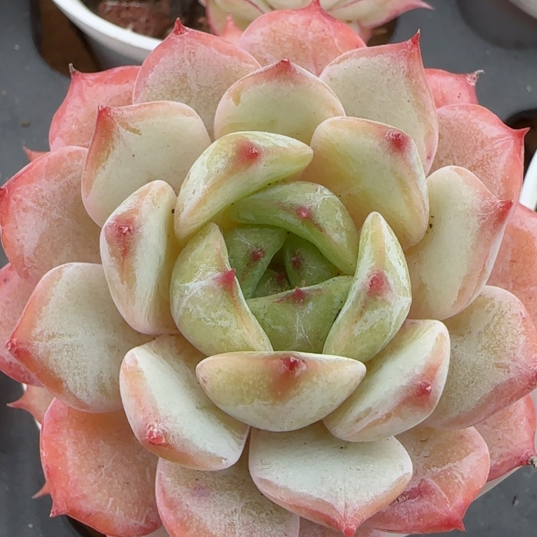 花语逸镜0207-407