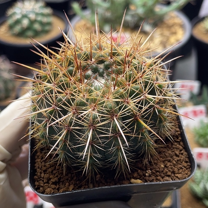 实生南国玉仙人球