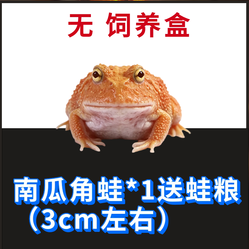 角蛙活体宠物黄金角蛙绿蛙角蛙泥角蛙粮饲养盒蛙饲料宠物青蛙活物