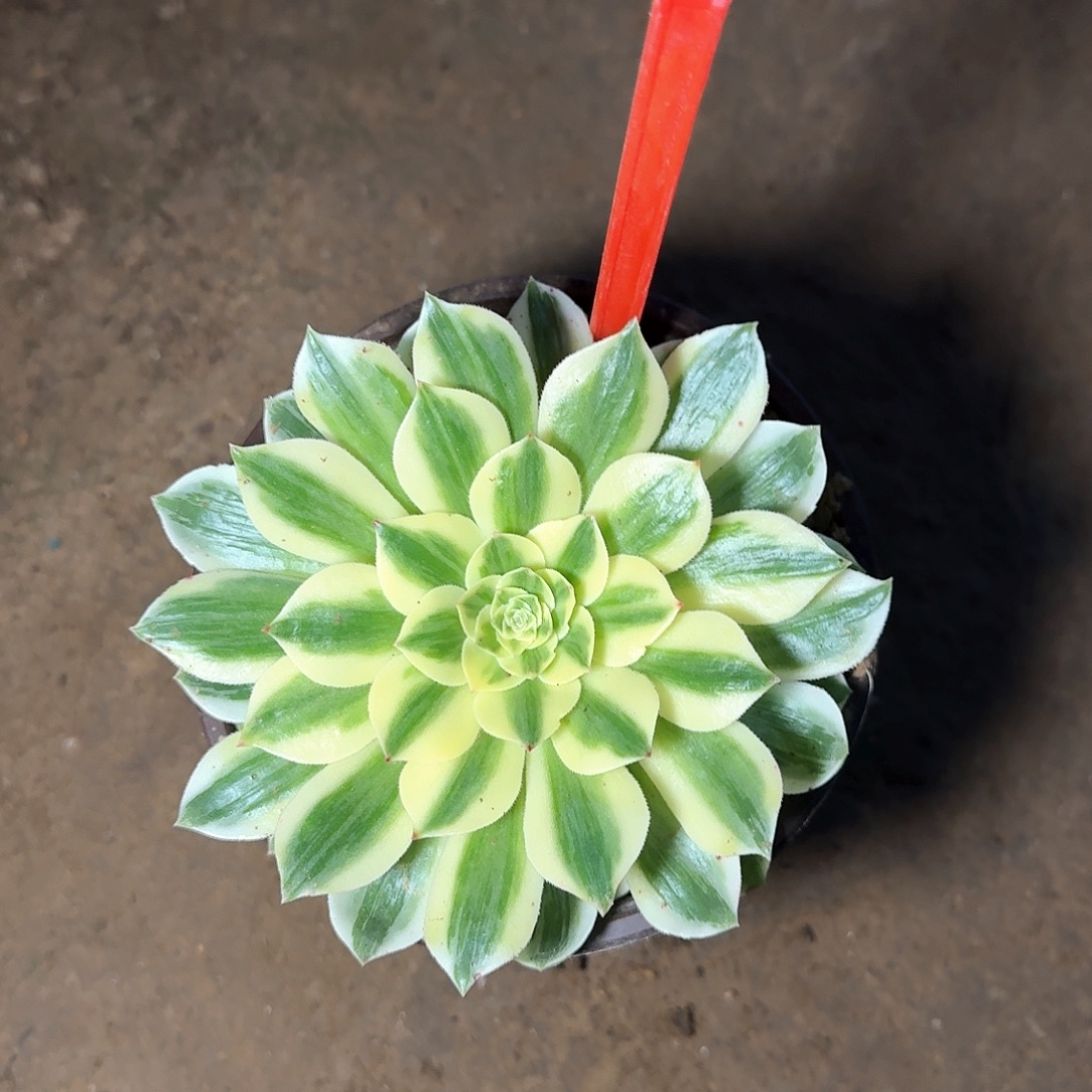 小***哥4135青莲多肉法师