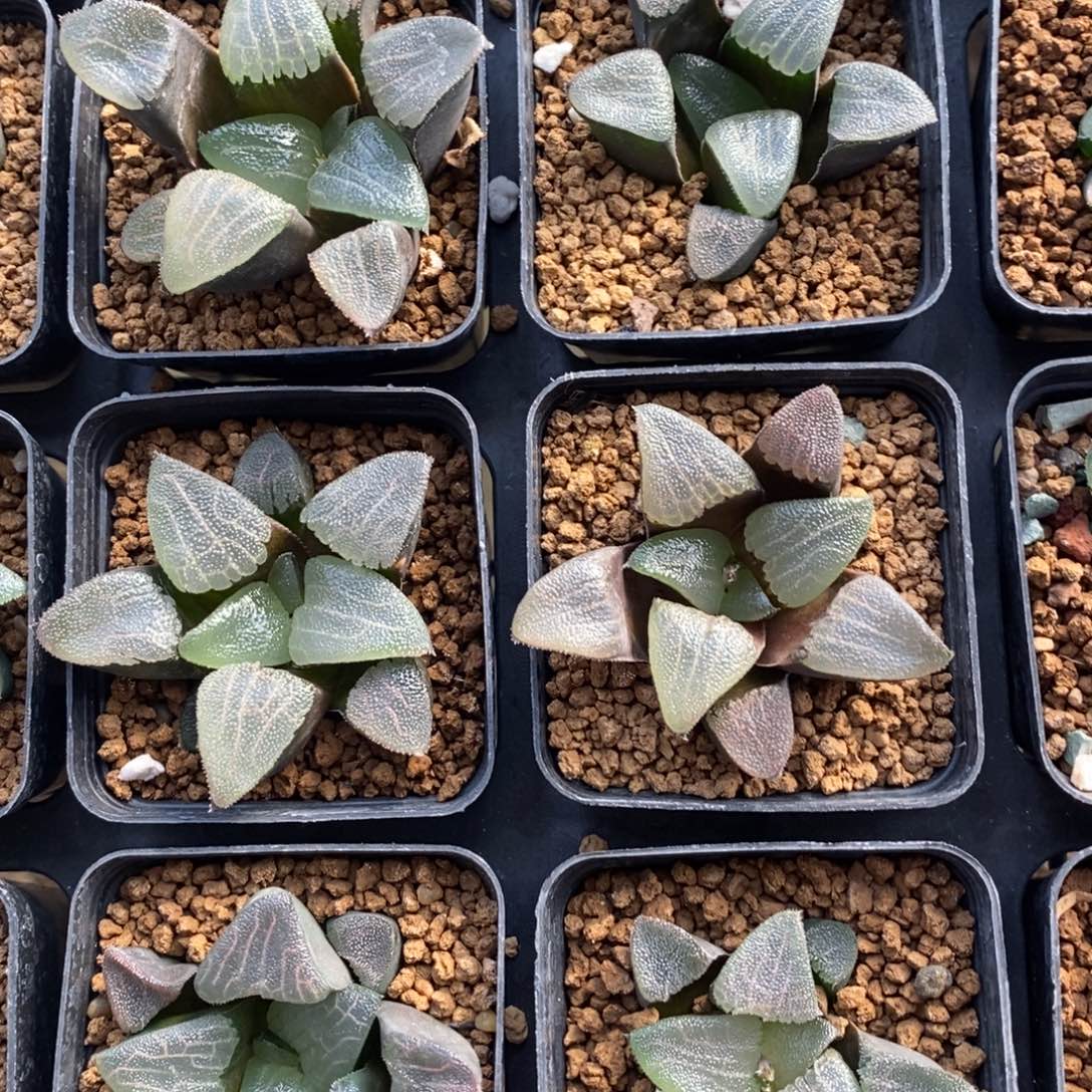 一颗实生大克苗 高货