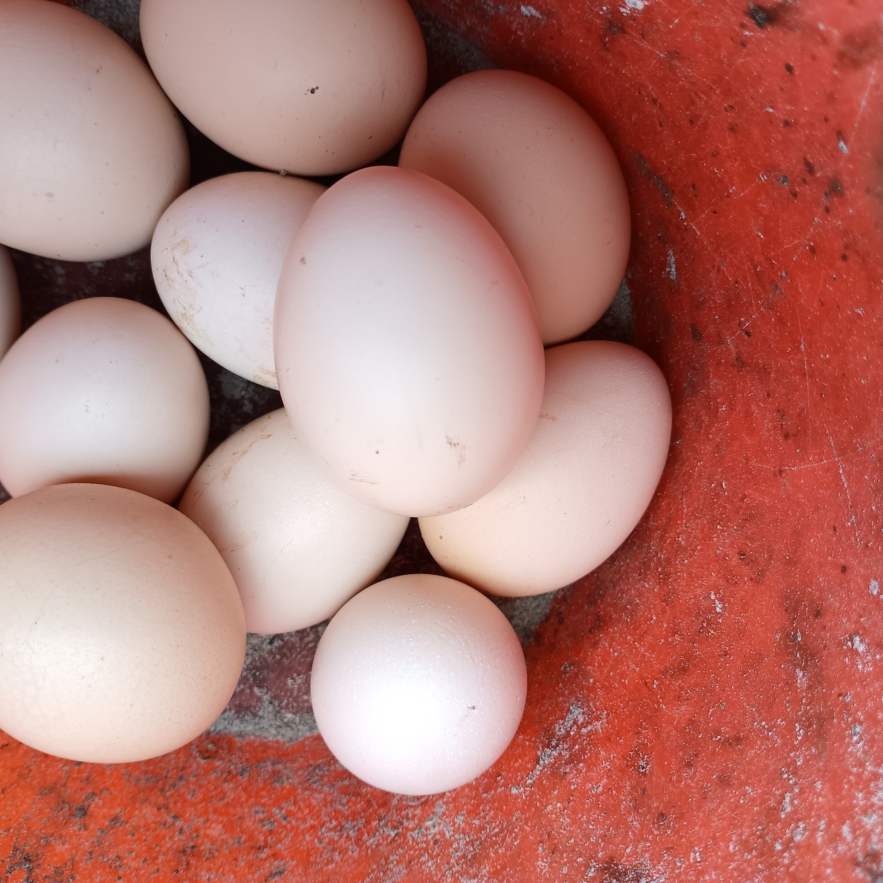 云南普洱哀牢山深山老林喂玉米麦子生态农家土鸡蛋