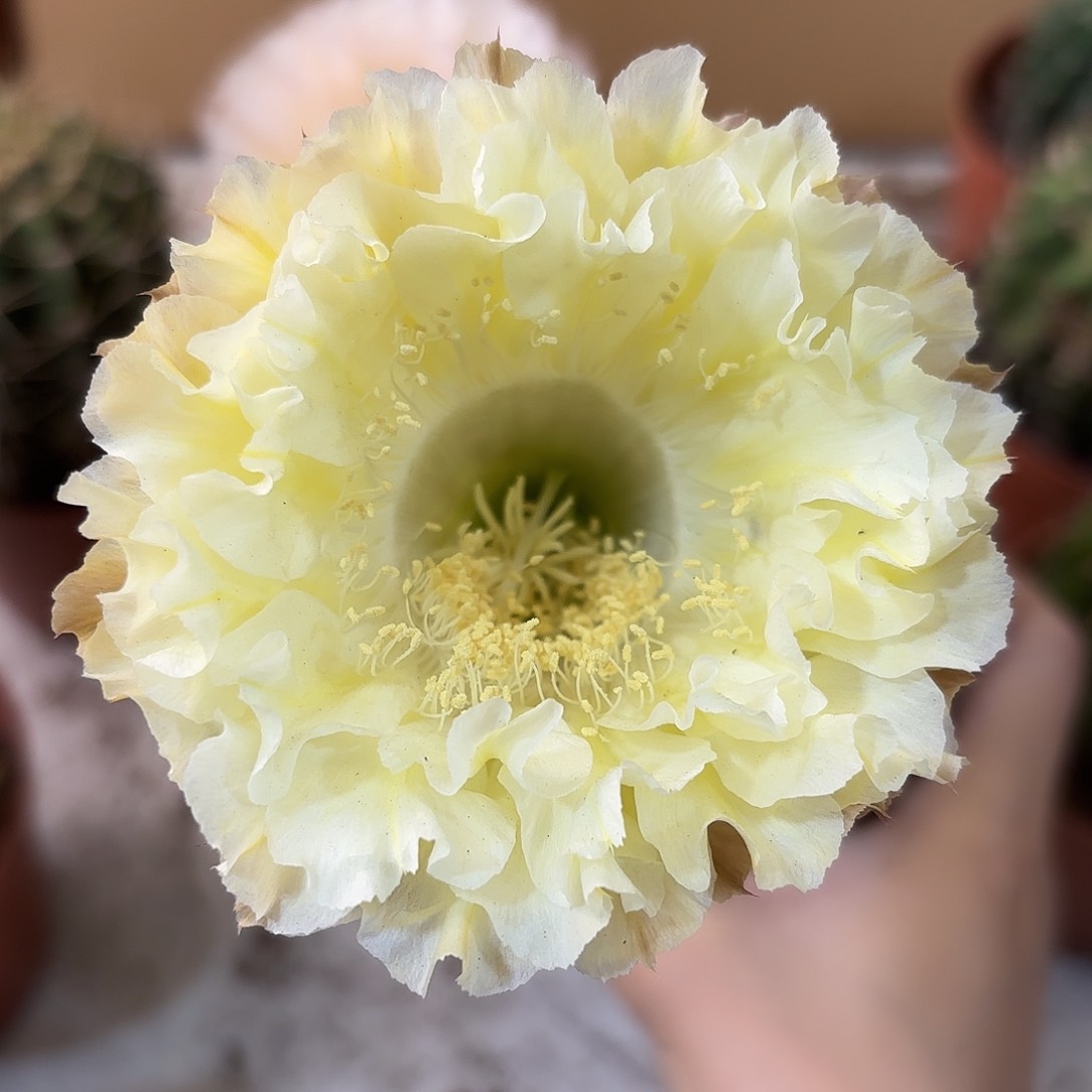 彩草1-69号侧牙4.5公分有瑕