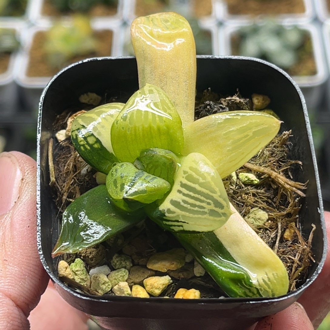 310超级银龟寿锦头家多肉十二卷