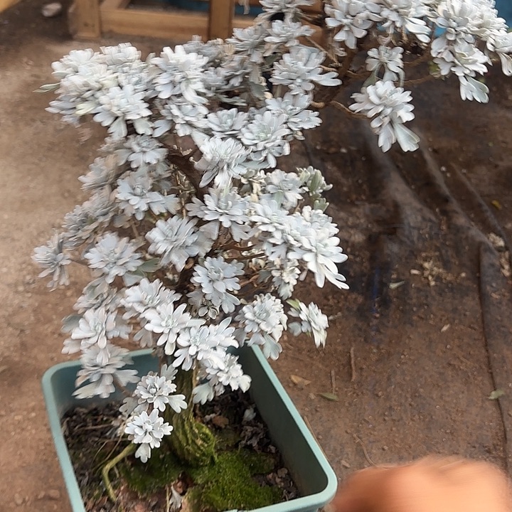 涛***聊无花朵哈哈哈哈哈