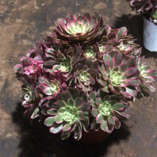 摇***摇无花朵孔雀翎法师多肉植物729号