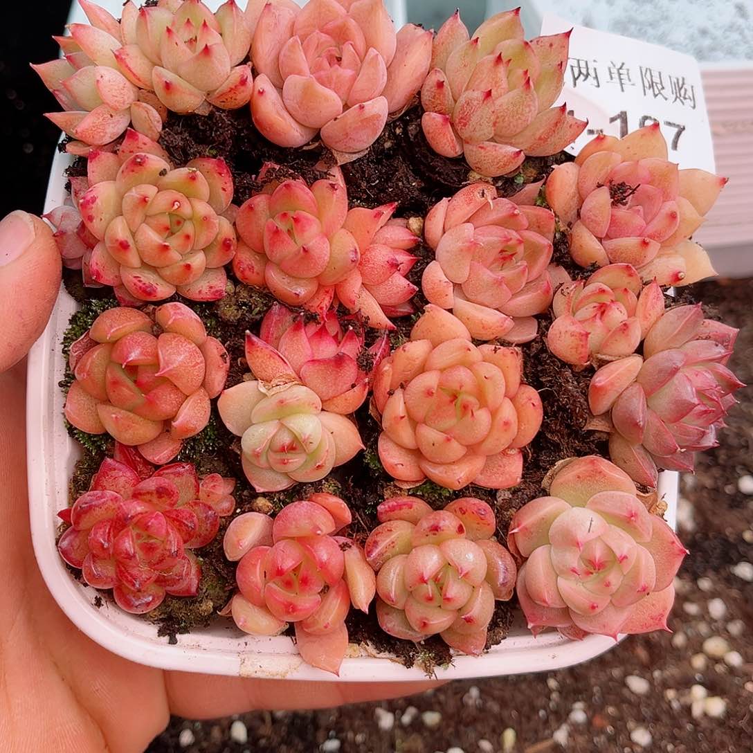 1-167 新疆西藏内蒙不发12.8包邮