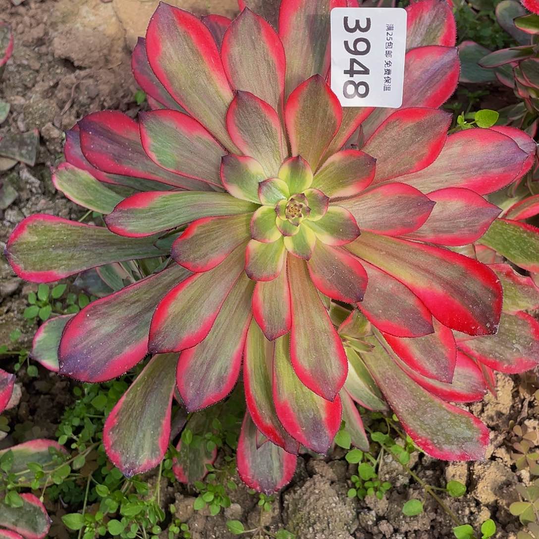 3948烟花多肉植物