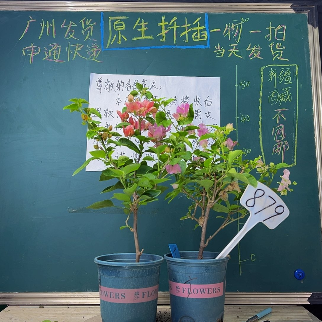 当前无花栽培后可以开花福利 甜西瓜 广红樱  879