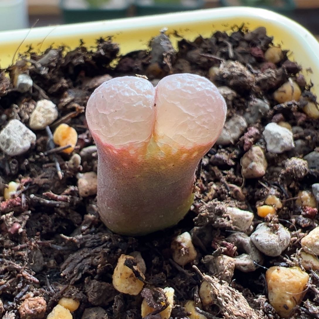 477优选1802.1黑眼豆豆