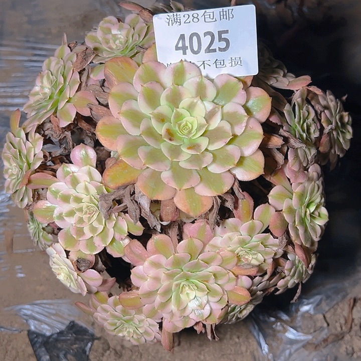 4025红铜白多肉植物