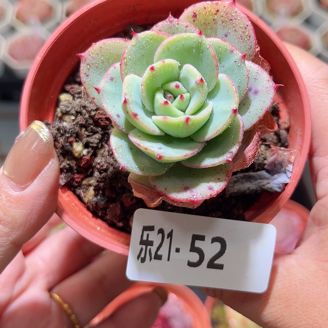 乐21-52 奶油黄桃