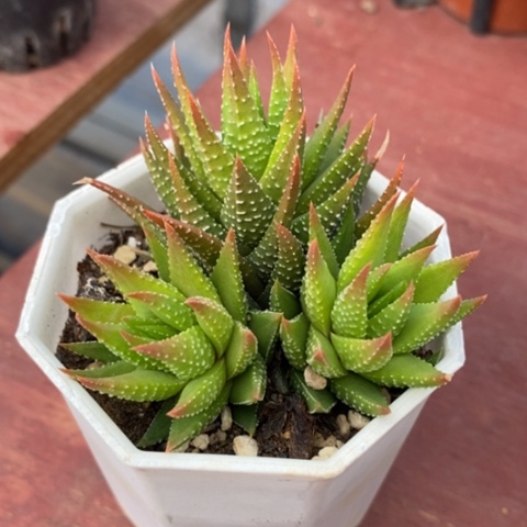 古迪群生7仙人球