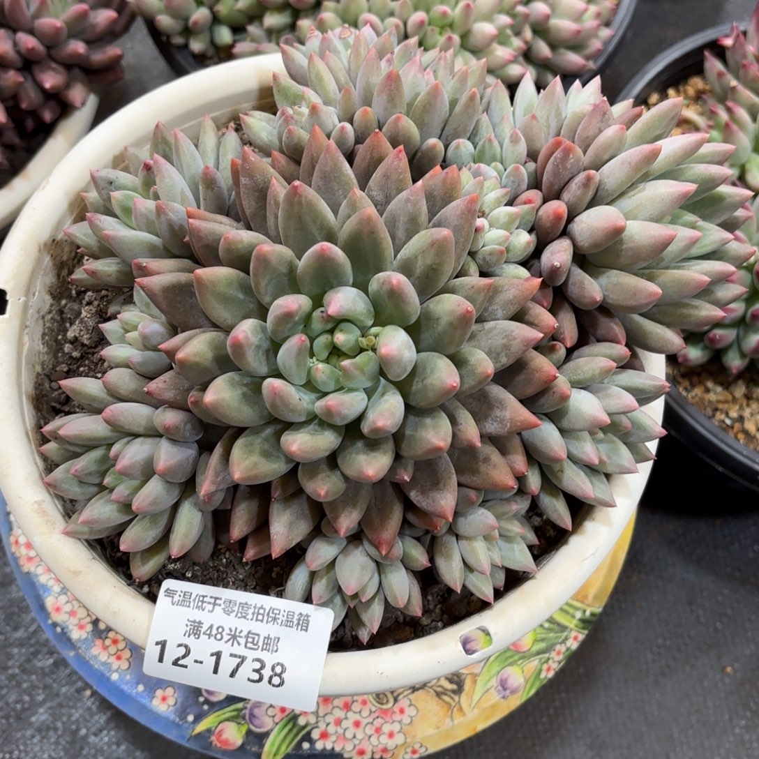 1738红蜻蜓多肉植物