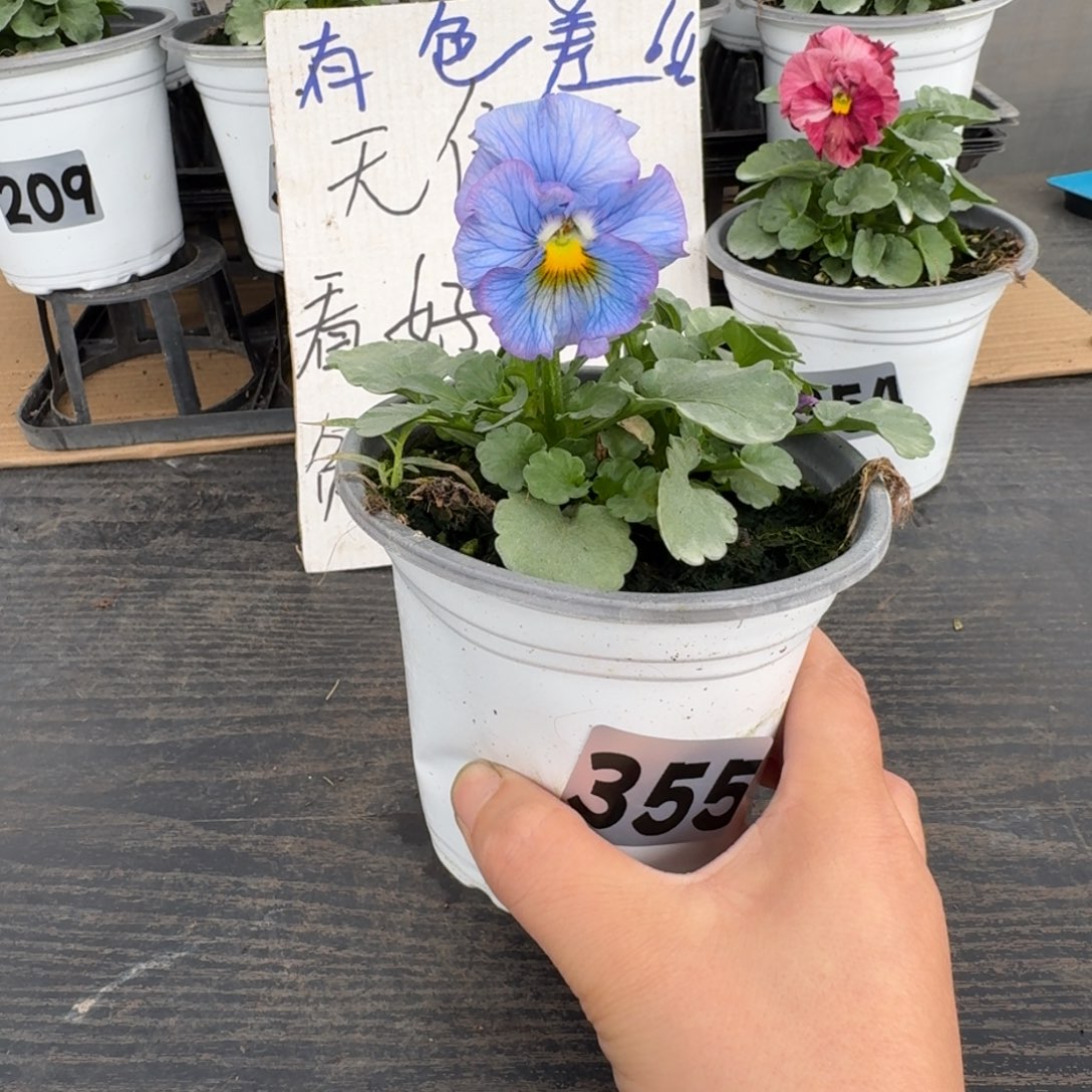 全部花朵355号tutu群