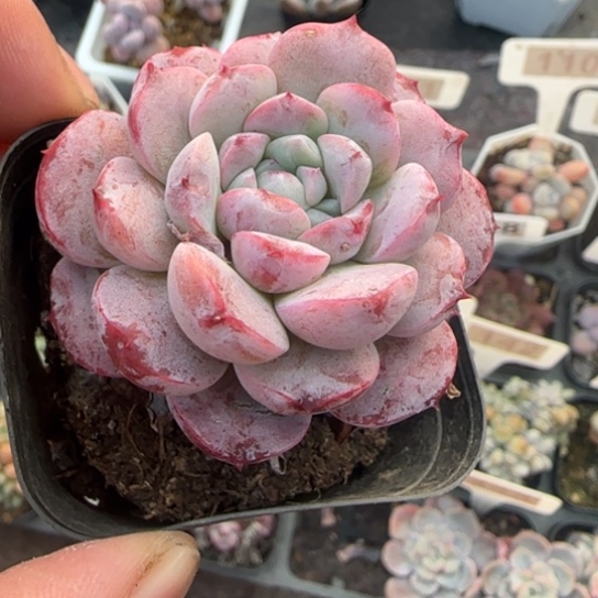 166恩宠多肉植物多