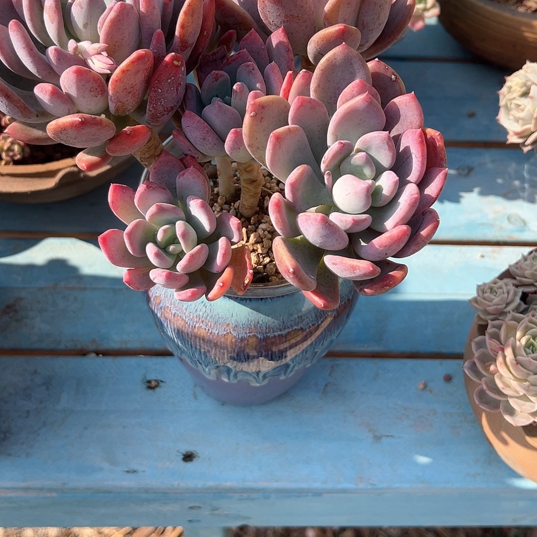 牡**棠灰姑娘多肉植物脱土